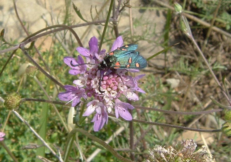 Zygaena lavandulae